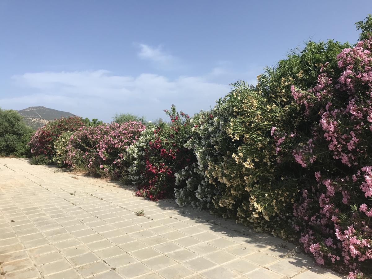 Sandy Beach Villa Полис Екстериор снимка